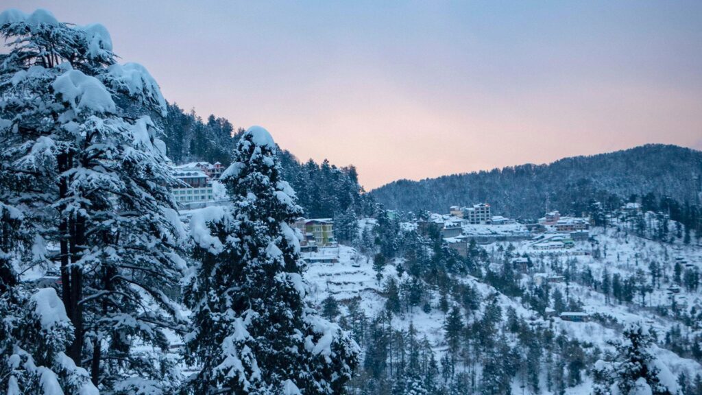 Snow of Shimla Poppy Parrot